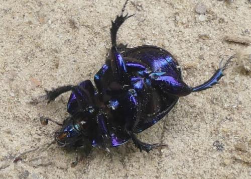 Anoplotrupes stercorosus